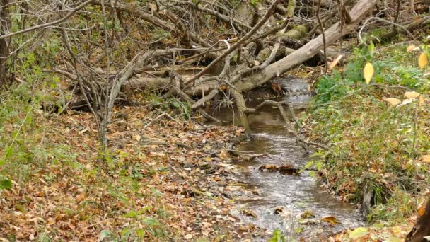 Escena Otoño Día Ventoso Con Río Fluyendo Pequeñas Aves Saltando — Vídeo de stock