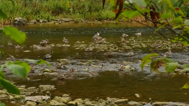 Múltiplas Aves Aquáticas Descansando Rio Floresta Norte Americana — Vídeo de Stock