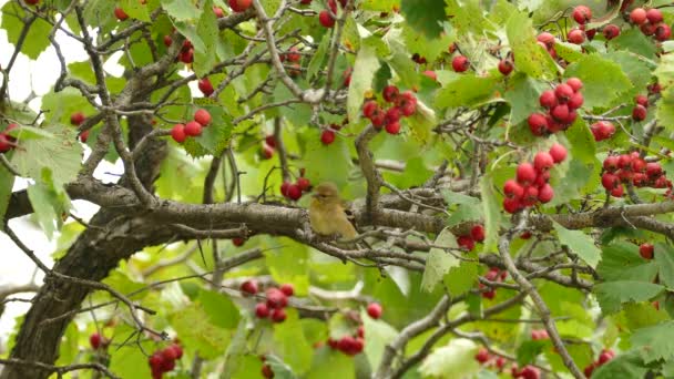 Ljus Och Skarp Bild Fallande Färgade Amerikanska Goldfinch Färgglada Träd — Stockvideo