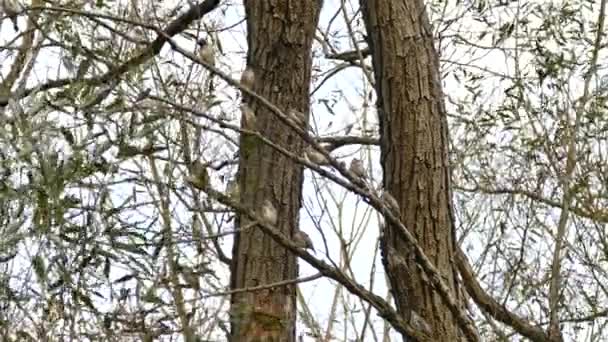 Młodych Jeden Dorosły Ptak Cedrowy Tym Samym Drzewie Lekkim Wietrze — Wideo stockowe
