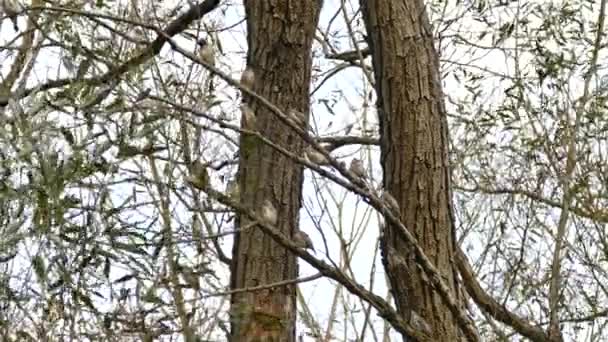 Young One Adult Cedar Waxwing Birds Same Tree Light Wind — Stock Video