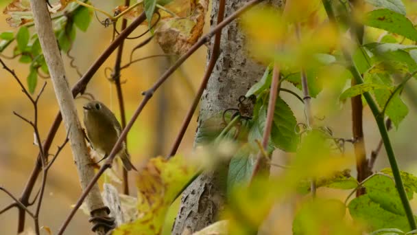 ルビー冠の王は 自然の野生の自然のままのセットアップに焦点をジャンプ — ストック動画