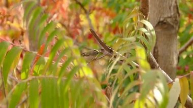 Güzelim sonbahar doğası. Altın taçlı krallık kuşunun resmi.