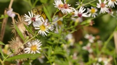 Büyük sarı ve siyah arı bir beyaz çiçekten diğerine koşar.