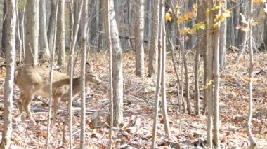 Ormanda hafif rüzgar ve güneş ile beslenen geyik aniden parlar.
