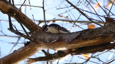 Ağaçkakan yukarıda çalışırken kameraya düşen hafif ahşap tozu