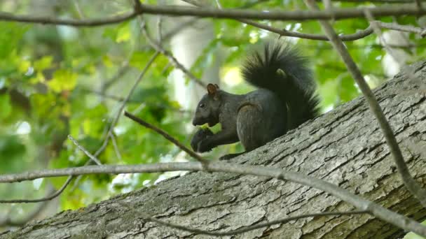 Black Squirrel Feeding Large Black Nut While Perched Tree — Stock Video