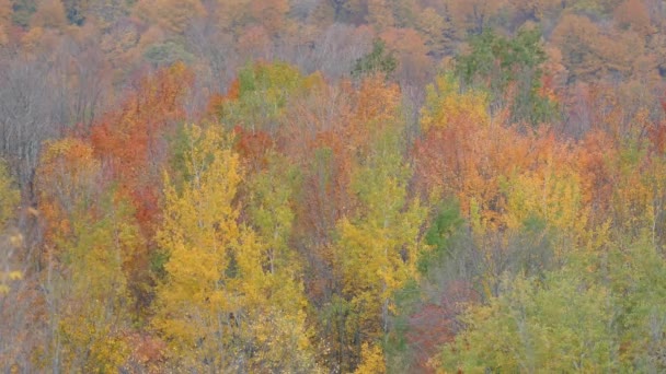 Late Fall Scenery Forest Line Trees Colors Wind — Stock Video