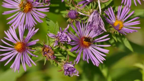 Macro Shot Colorful Flowers Bees Feeding Dusk Light — Stock Video