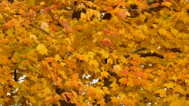 Ελαφρύς Άνεμος Φυσάει Στα Φθινοπωρινά Χρωματιστά Φύλλα Κατά Διάρκεια Της — Αρχείο Βίντεο
