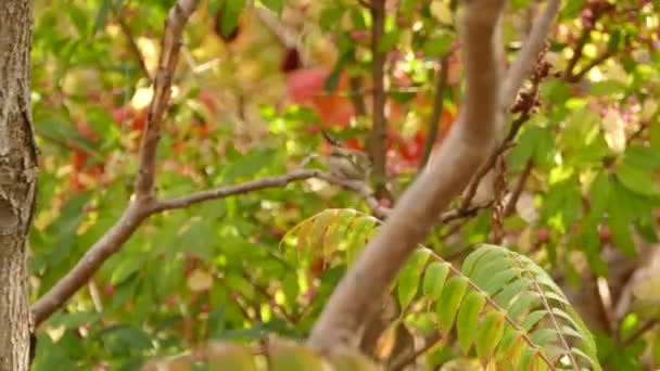 Осенью Разноцветном Дереве Сидела Золотистая Коронованная Птица — стоковое видео
