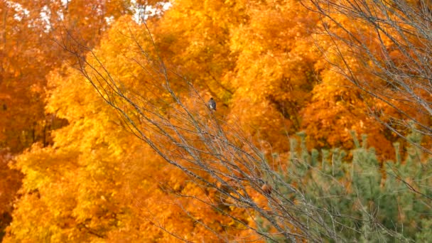 Herfst Landschap Met Roodborstje Voorgrond Focus — Stockvideo