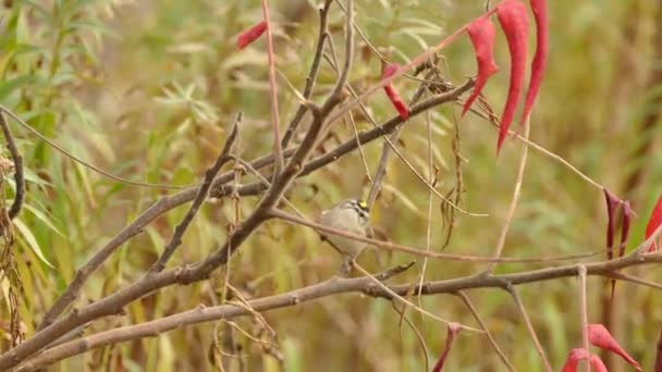 Gouden Gekroonde Koninginnetje Beweegt Heel Snel Takken Herfst — Stockvideo