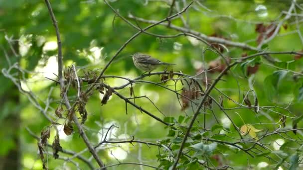 Dwa Strzały Warblerów Siedzących Skaczących Bujnym Lesie — Wideo stockowe