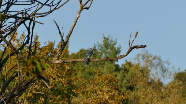 Blue Jay Scared Bird Prey Approaching Blurry Background — Stock Video