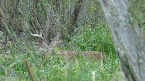 Male Deer Walking Away Evening Disappearing Dense Grassland — Stock Video