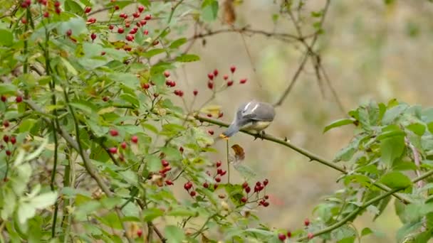 Closeup Cedar Waxwing Feeding Red Berries Moderate Wind — Stock Video