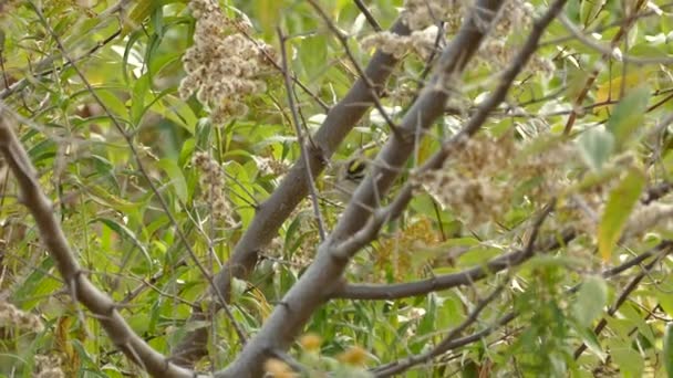 Tracking Shot Van Gouden Gekroonde Kinglet Springen Hoppen Boom — Stockvideo