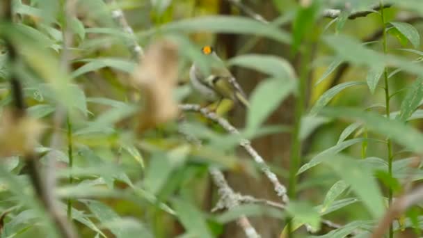 Sharp Colpo Dettagliato Coronato Oro Kinglet Appollaiato Volare — Video Stock