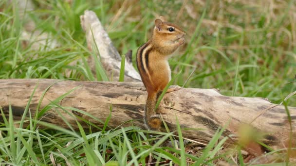 Chipmunk Στέκεται Στο Log Γρασίδι Γαμπροί Χρήση Πατούσες Στο Πρόσωπο — Αρχείο Βίντεο