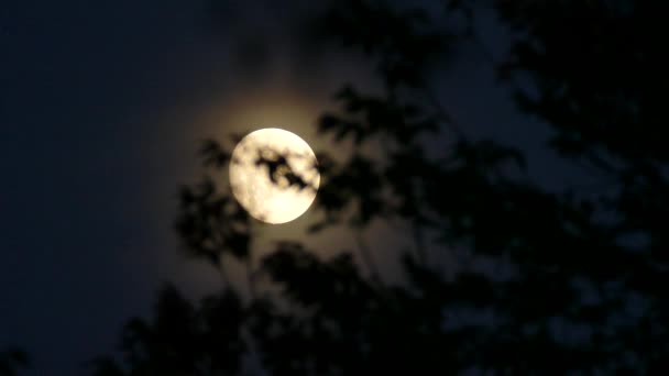 Księżyc Świecący Centrum Uwagi Rozmytymi Liśćmi Pierwszym Planie Nocy — Wideo stockowe