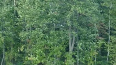 Gün batımında uçan büyük mavi balıkçıl avının uzun bir görüntüsü.