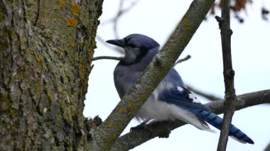 doğal arka planda güzel kuş