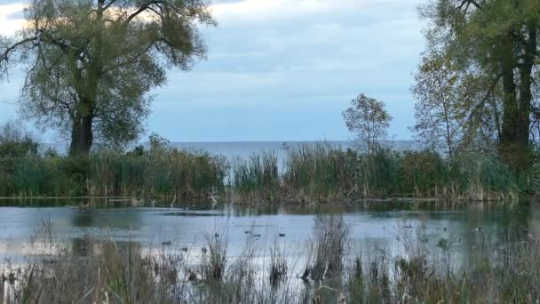 Eenden Zwemmen Moerasland Naast Oceaan Vroege Avond Licht — Stockvideo