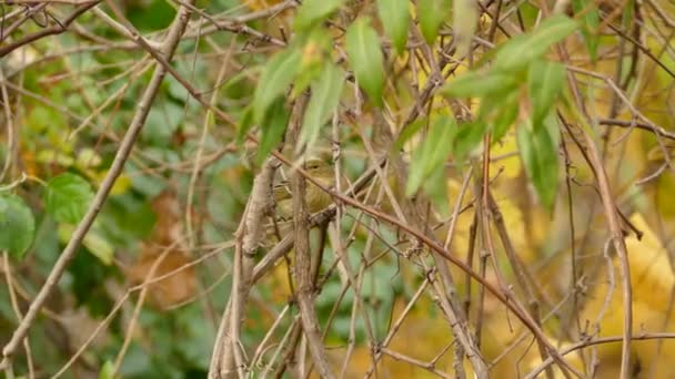 Plan de suivi de la paruline du pin sur fond de couleur de chute floue 