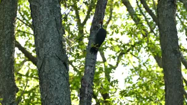 Large Woodpecker Jumping Back Forth One Branch Other — Stock Video