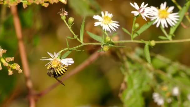 Makro Detailní Záběr Žluté Včely Krmení Květiny Rozmazaném Zeleném Pozadí — Stock video