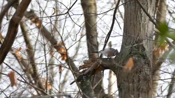 Eichelhäher Tötet Raupe Windigem Tag Beim Versuch Sich Davon Ernähren — Stockvideo