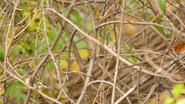 Paruline de pin en couleur automne espérant sur des branches claires sur fond bokeh 