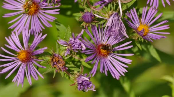 Fliegende Honigbienen Sammeln Blütenstaub — Stockvideo