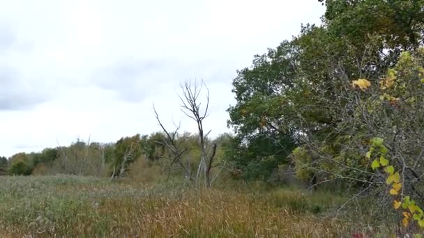 沼の上を低く飛んで風の強い日に枯れ木に着陸するヘロン — ストック動画