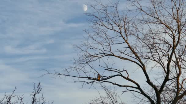 月を背景に日没後に木に営巣する獲物の鳥 — ストック動画
