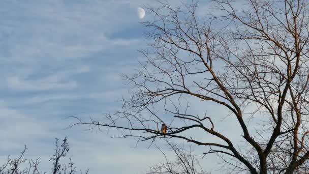 Roofvogel Neergestreken Een Boom Met Zonsondergang Met Maan Achtergrond — Stockvideo