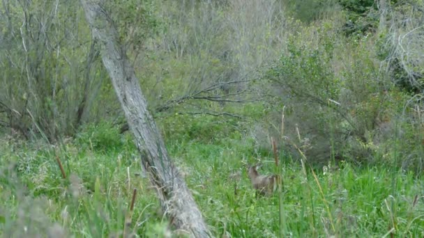 北アメリカの森の中を歩きながら 鹿の背中を持つ鹿 — ストック動画