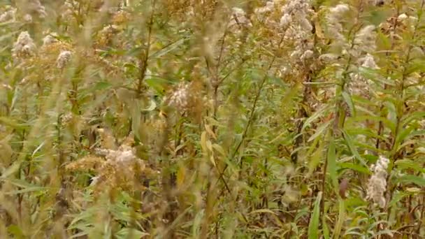 Gouden Gekroonde Koning Vliegen Weg Binnen Heesters Gedroogde Bloemen — Stockvideo