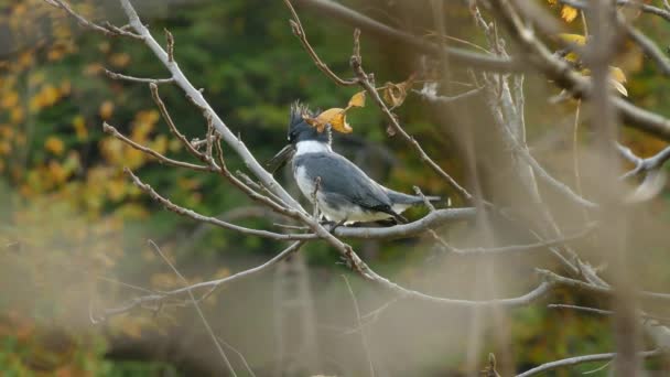 Scharfe Nahaufnahme Des Eisvogels Der Während Des Kanadischen Sturzes Singt — Stockvideo