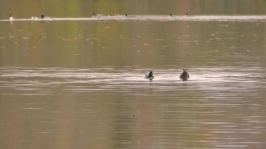 Ördek çifti, sakin bir su gibi aynaya aynı anda dalıyorlar.