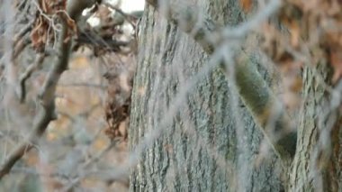 Kahverengi sarmaşığın, sonbaharda bir ağacın yamacında yürüdüğünü gösteren uzun bir çekim.