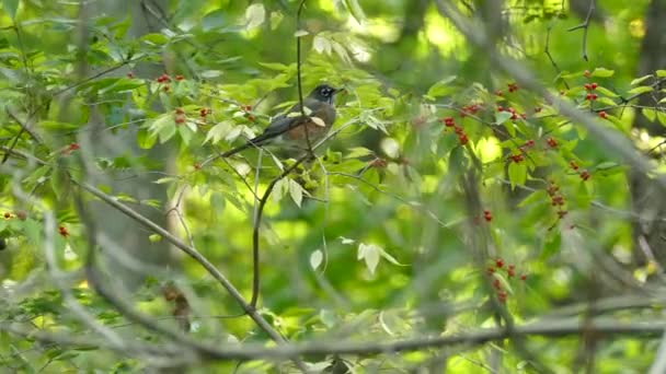 Robin Beyaz Göğüsleri Güneşli Bir Günde Kırmızı Böğürtlen Ağacına Tünemişti — Stok video