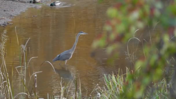 Heron Slowly Advancing Water Cross River Autumn Day — Stock Video