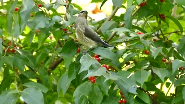 Solo Fotos Grupo Aves Depilação Cedro Alimentando Frutas Vermelhas Brilhantes — Vídeo de Stock
