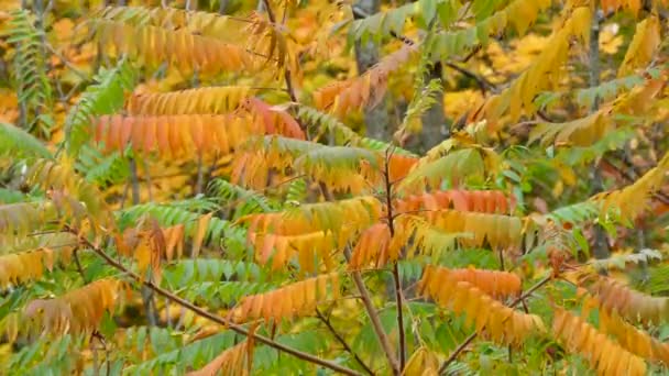 Gemengde Reeks Herfstkleuren Dezelfde Bladboom Canada — Stockvideo