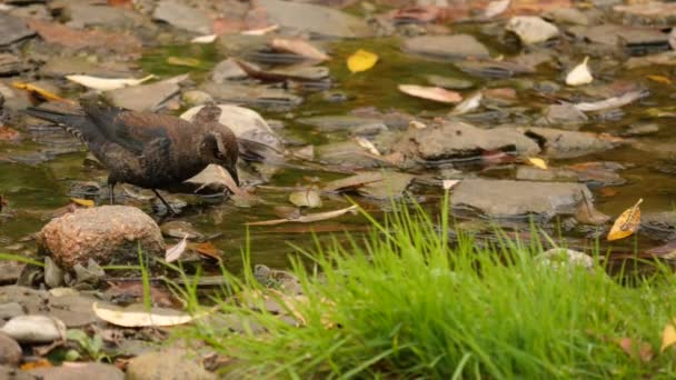 Nahaufnahme Von Vögeln Die Blätter Umwerfen Der Hoffnung Käfer Und — Stockvideo