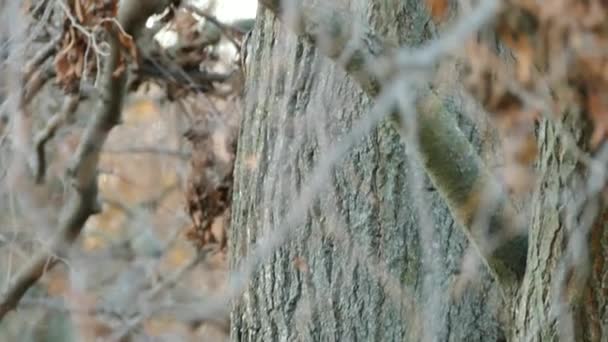 一条褐色的爬虫在一棵树边爬行时的长距离跟踪镜头 — 图库视频影像