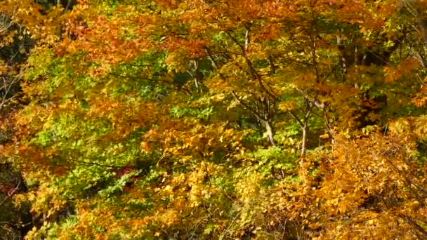Flerfärgat Träd Hösten Blåses Försiktigt Vinden Kanada — Stockvideo