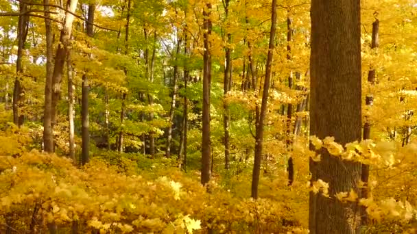 Sűrű Buja Erdő Ősszel Kanadában Könnyű Széllel Fújja Leveleket — Stock videók